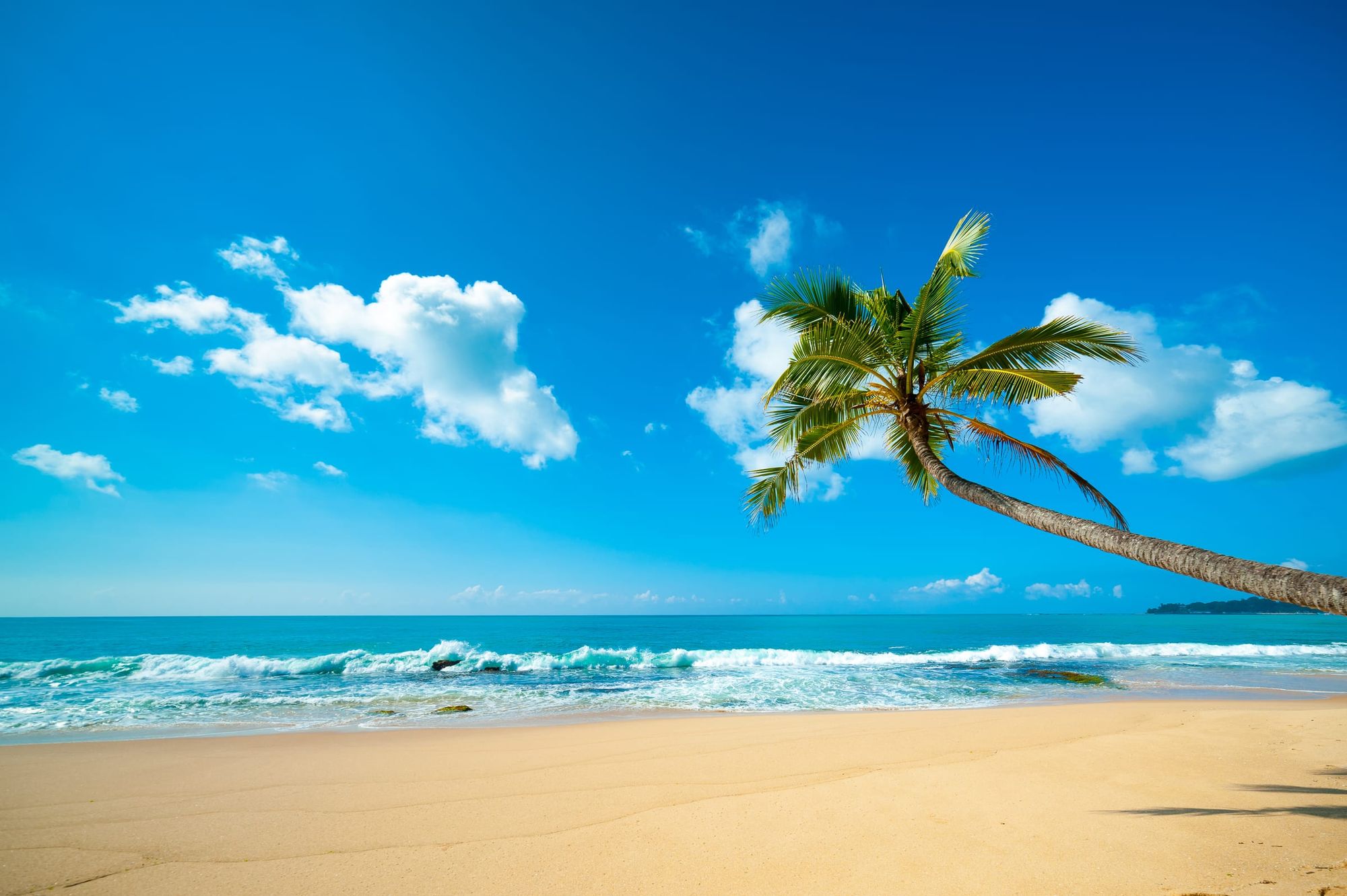 A single palm tree leaning over an empty beach of golden sand and turquoise surf under a blue sky