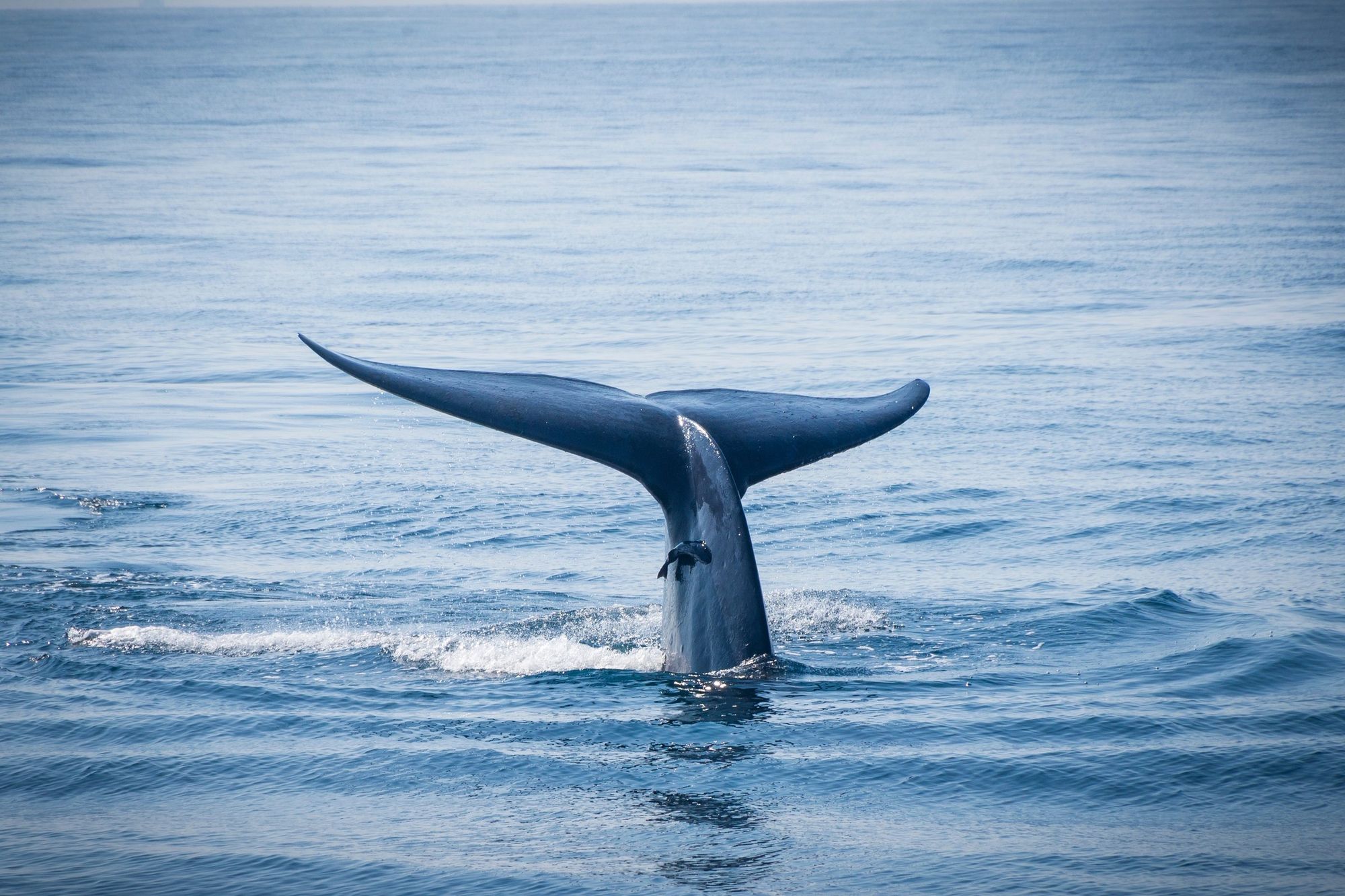 A blue whale's tail lifting out of the sea off Mirissa