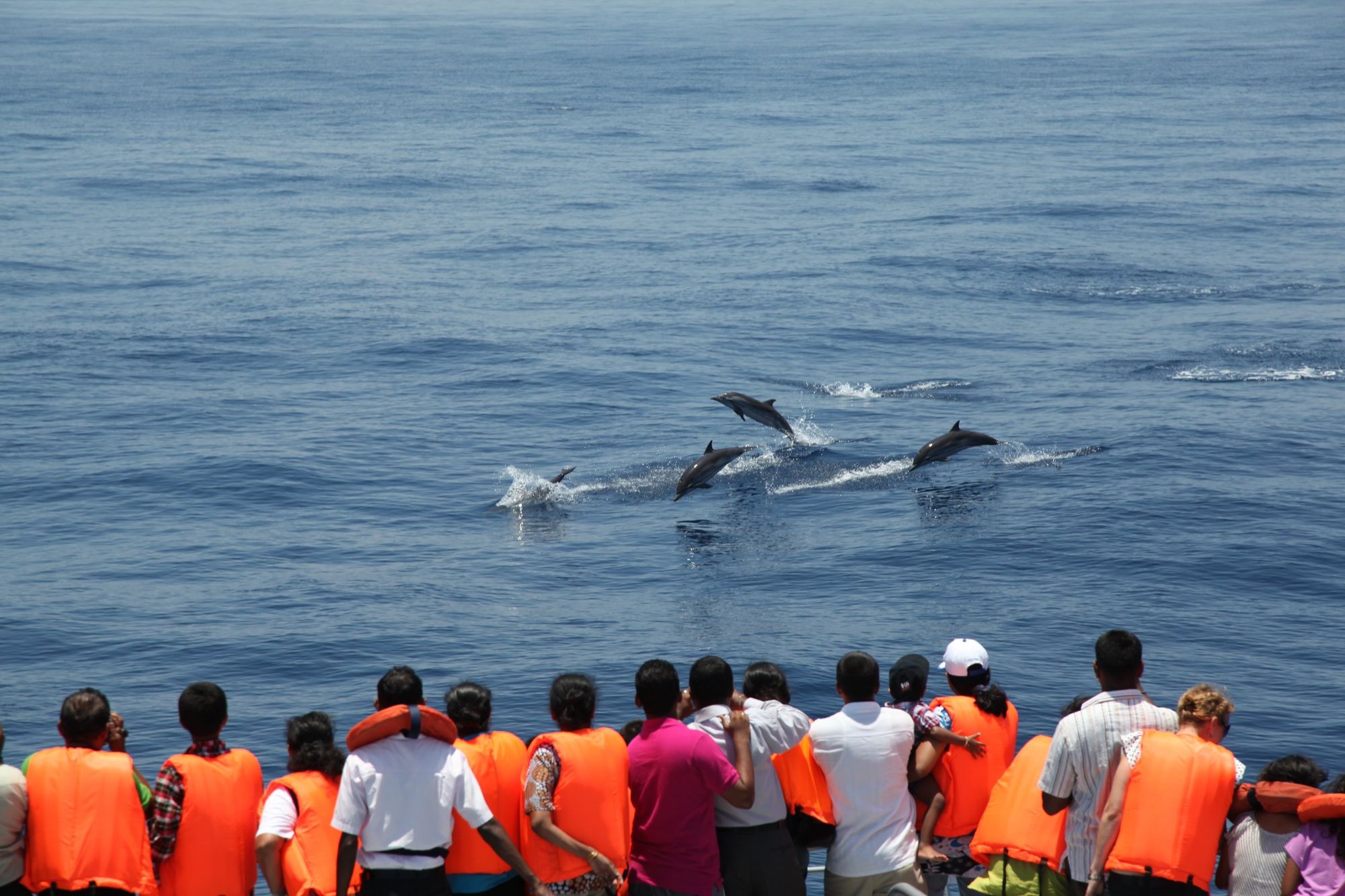 Guests in life jackets watch dolphins leap beside a boat