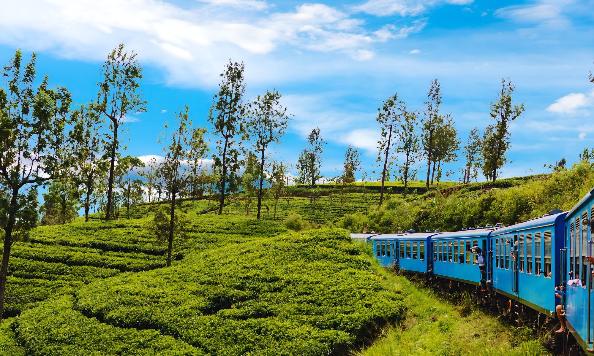 The blue hill-country train curving through tea plantations under a blue sky