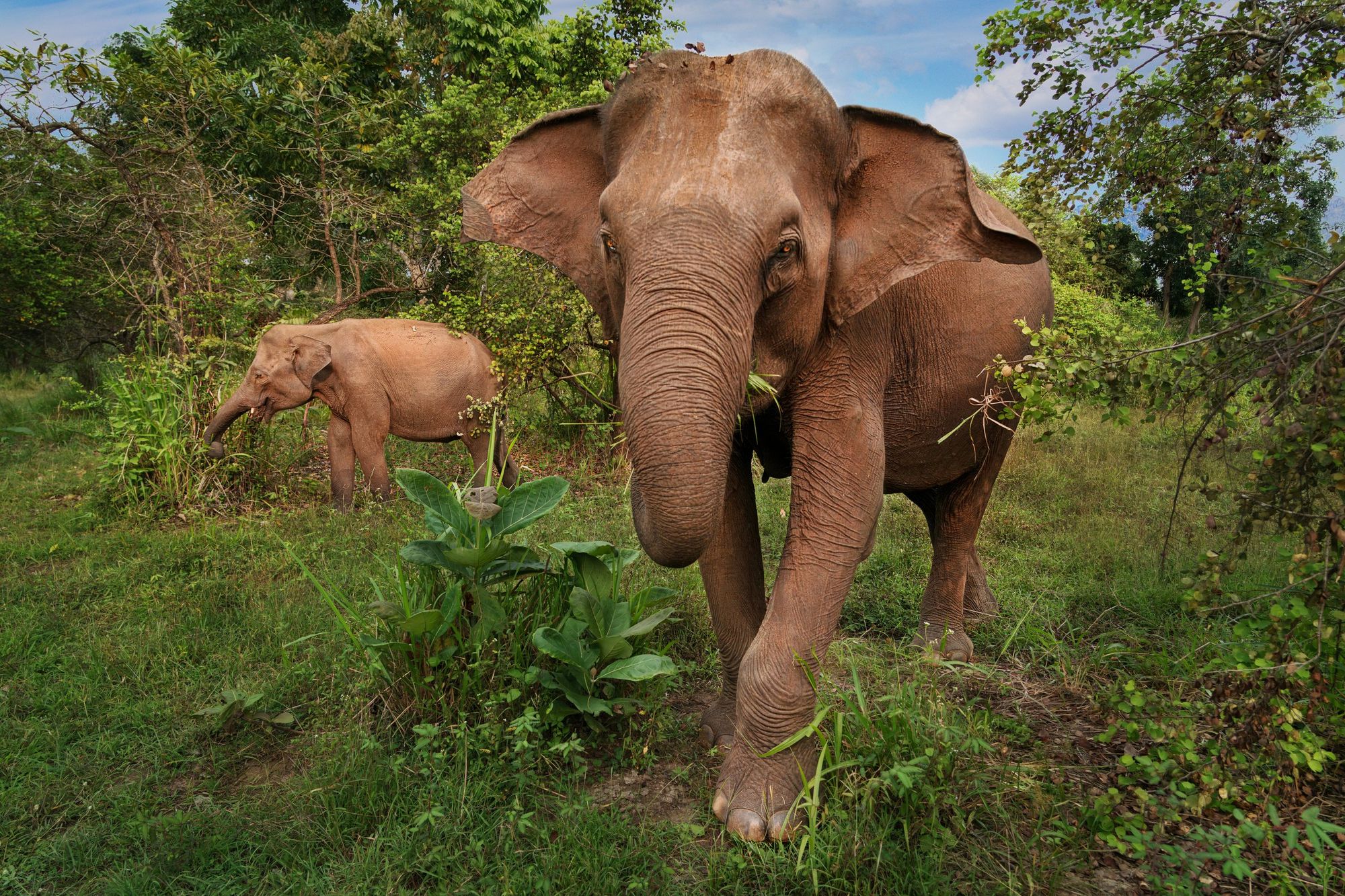 An elephant walking towards the camera through grass, another behind, in Hurulu Eco Park