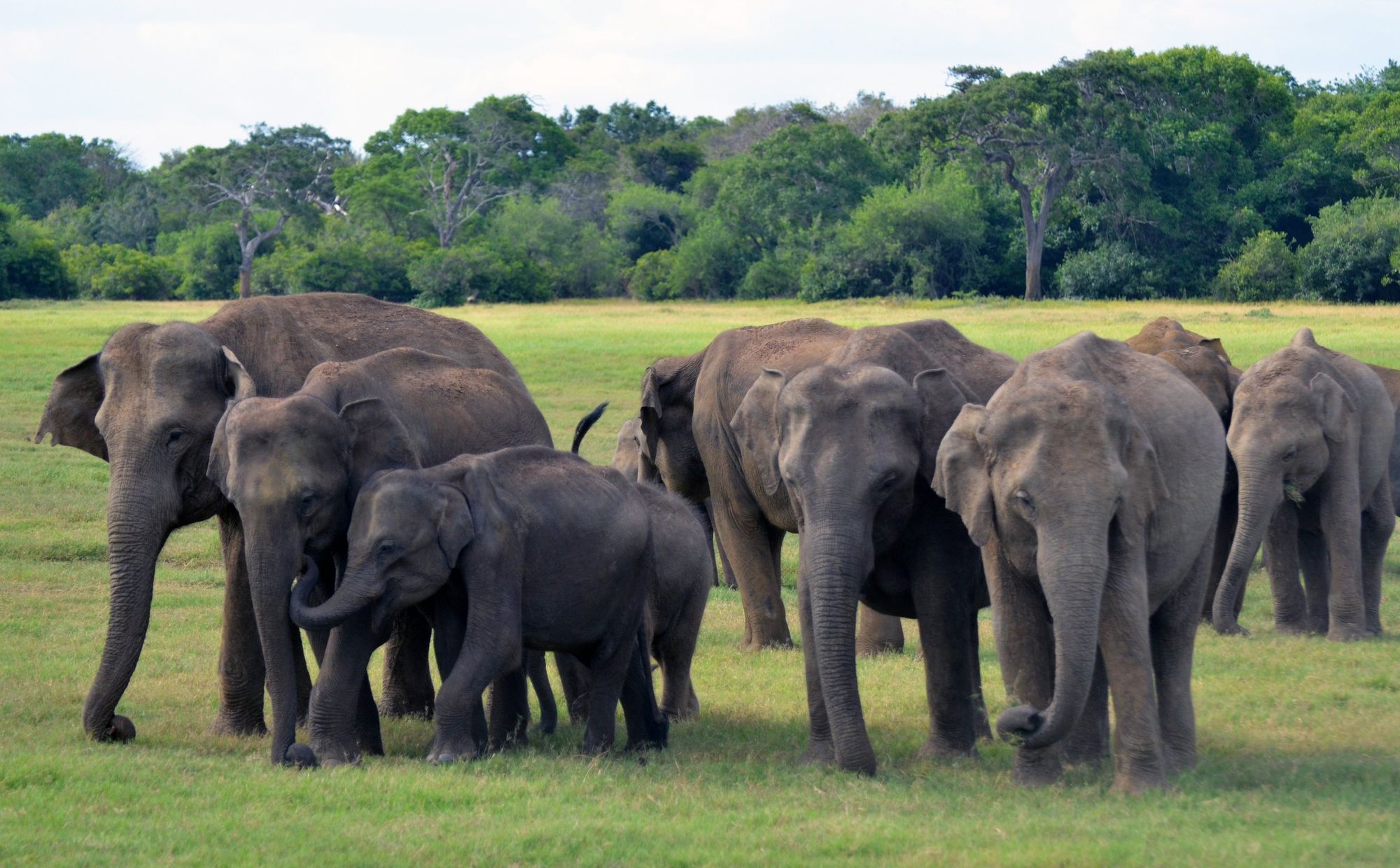 A herd of wild elephants with calves on open grassland in Kaudulla National Park