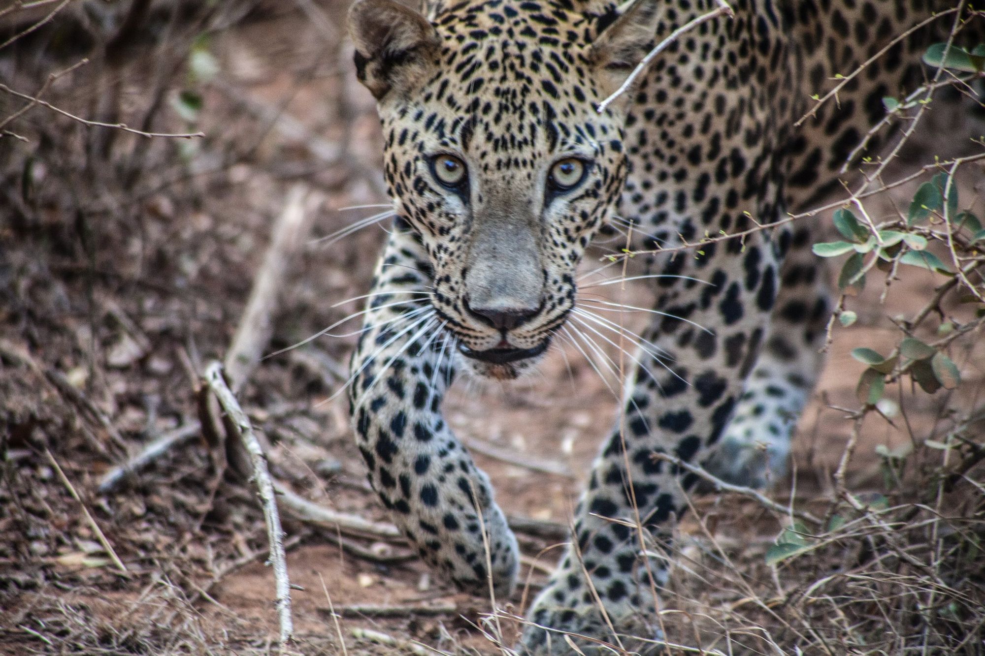 A leopard walking towards the camera through dry undergrowth