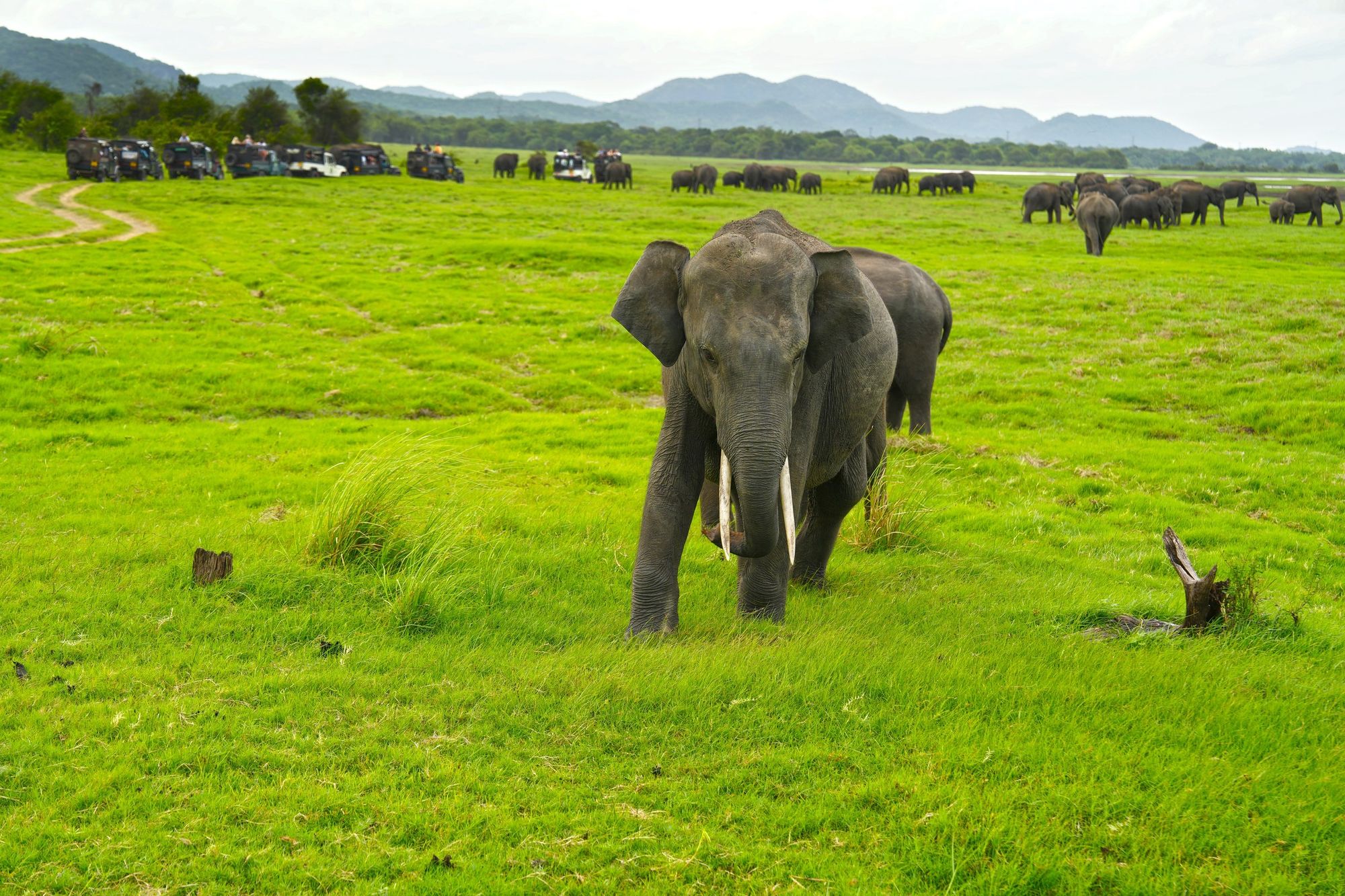 A tusker elephant in front of a large herd at Minneriya