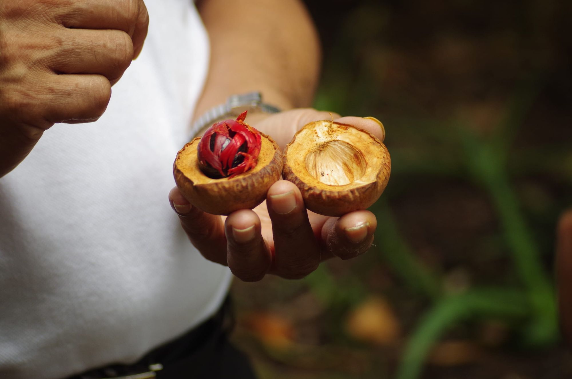 A nutmeg split open in a hand at a spice garden, its red mace around the kernel