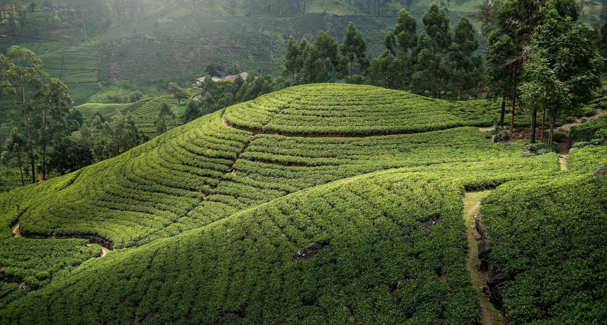 Rows of tea bushes over rolling green hills, with trees behind, near Nuwara Eliya