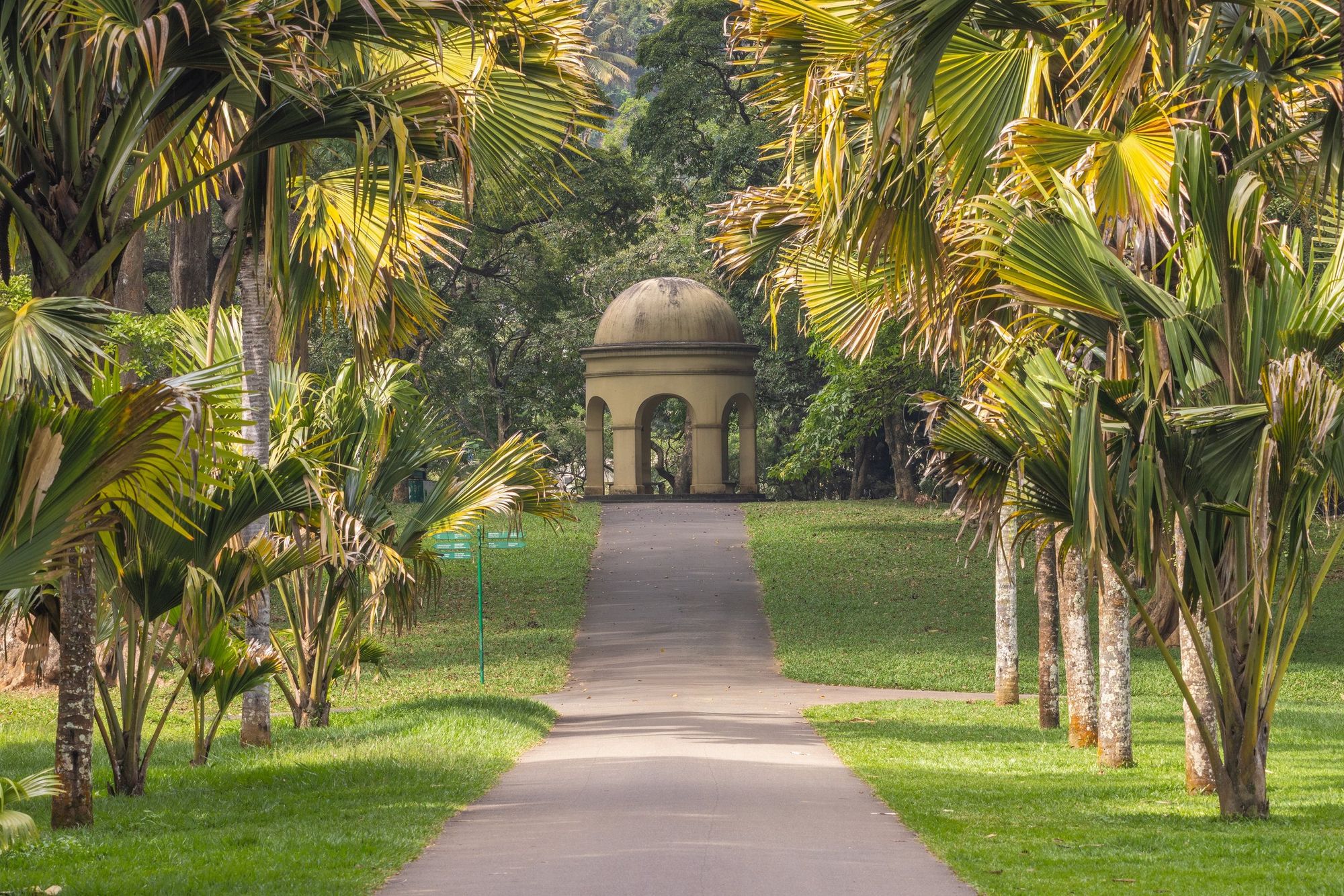 An avenue of tall royal palms at Peradeniya botanical garden