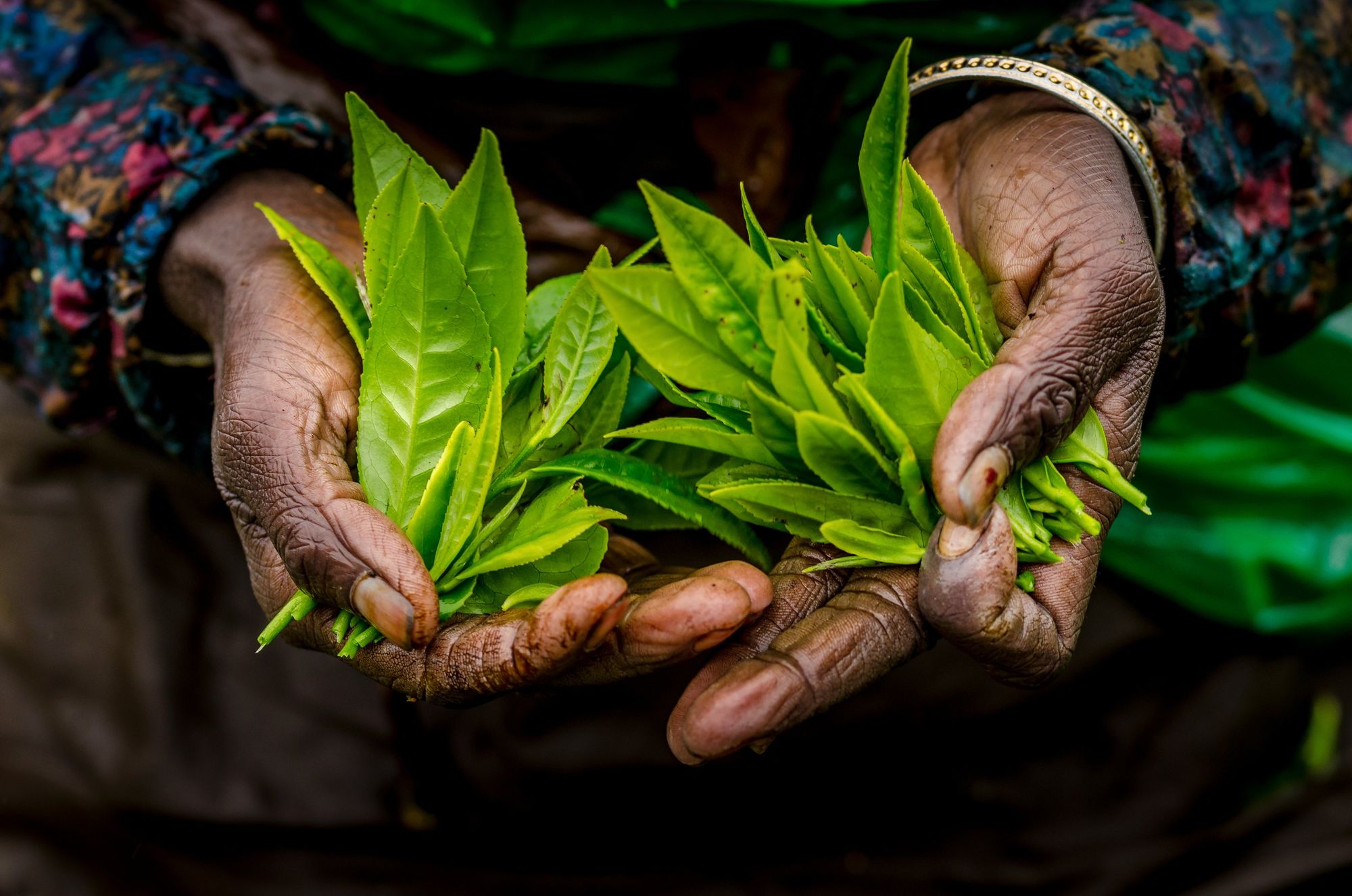 A tea plucker cups freshly plucked green tea leaves in both hands