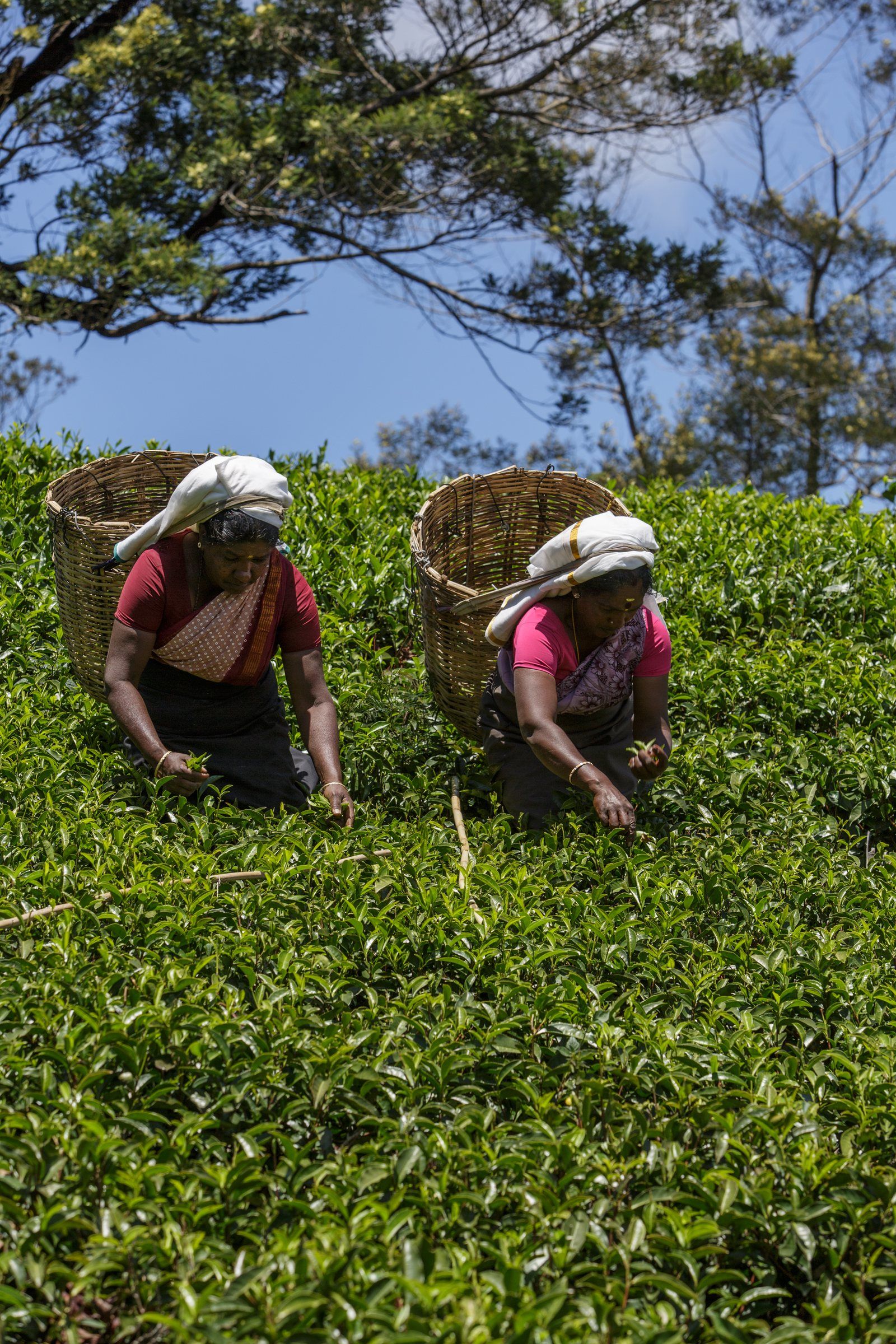 Two tea pluckers with baskets on their backs picking leaves on a green hillside