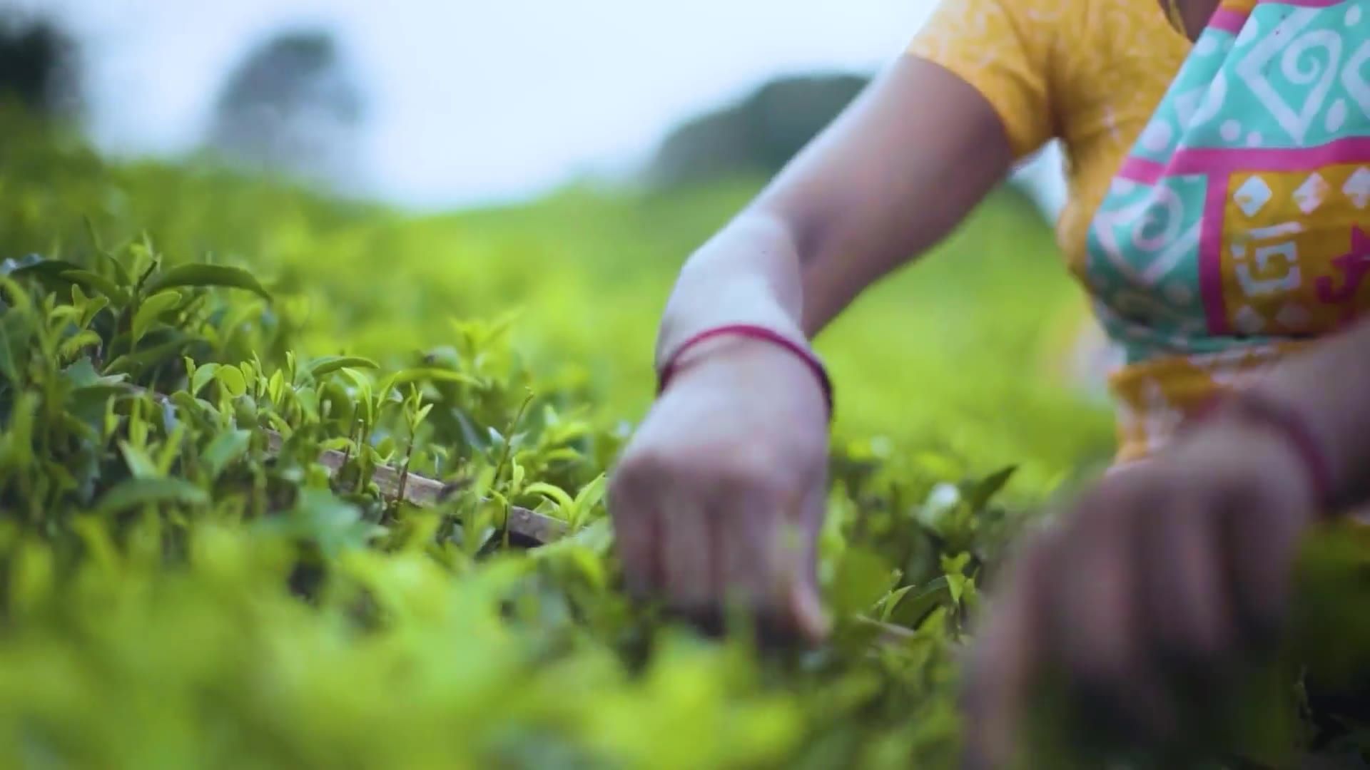 Hands plucking the top leaves of tea bushes