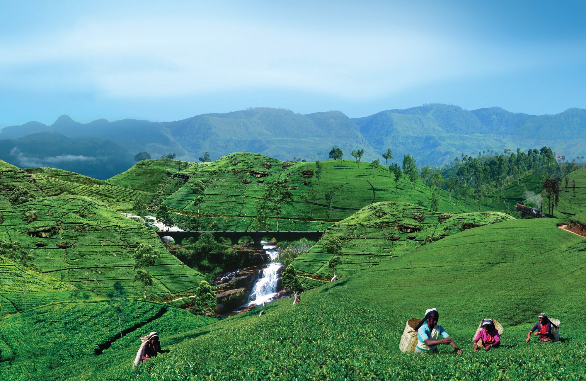 Tea pluckers at work on a green hill estate, mountains behind