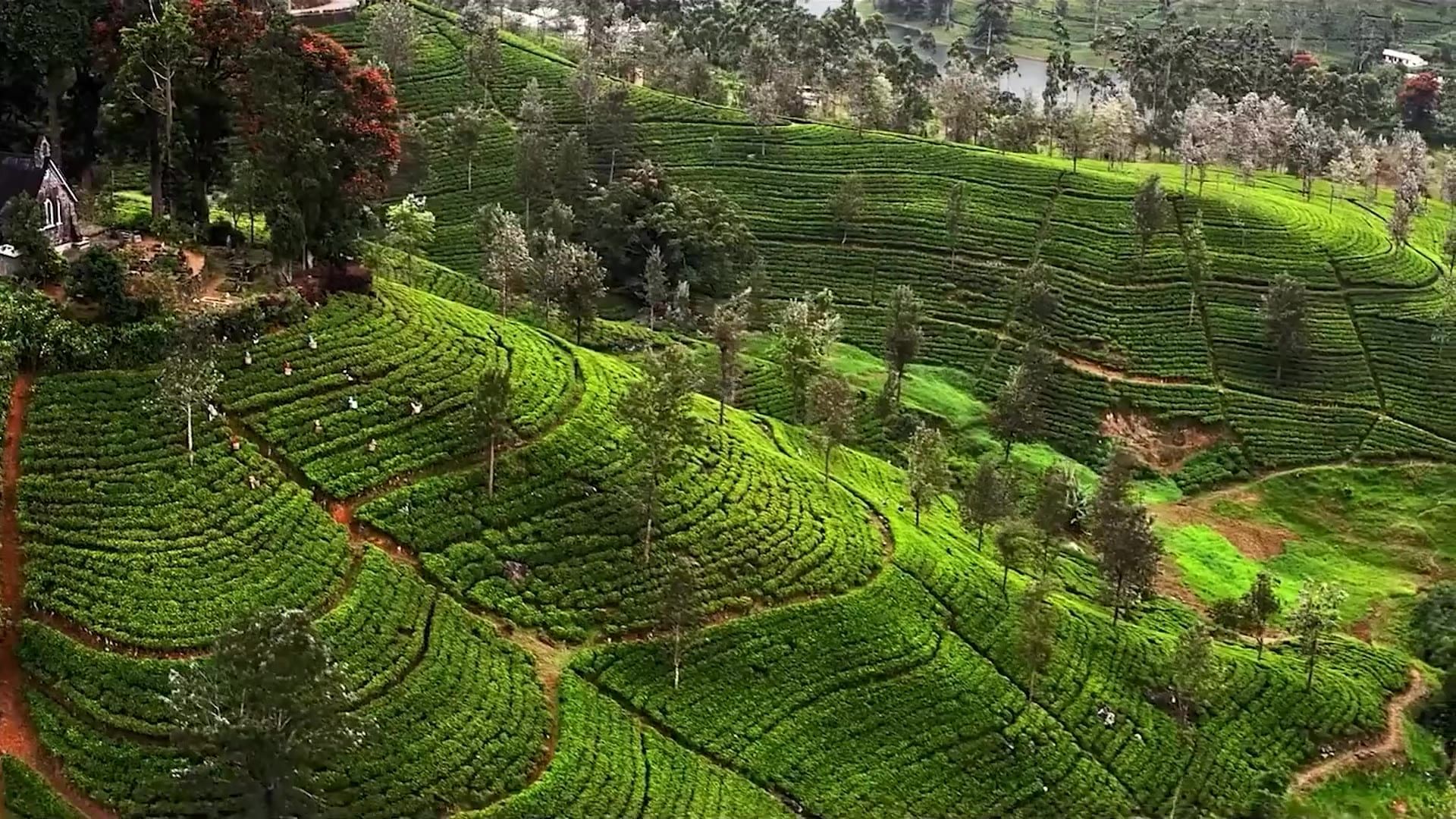 Tea terraces on a hillside, pickers among the rows, from the air