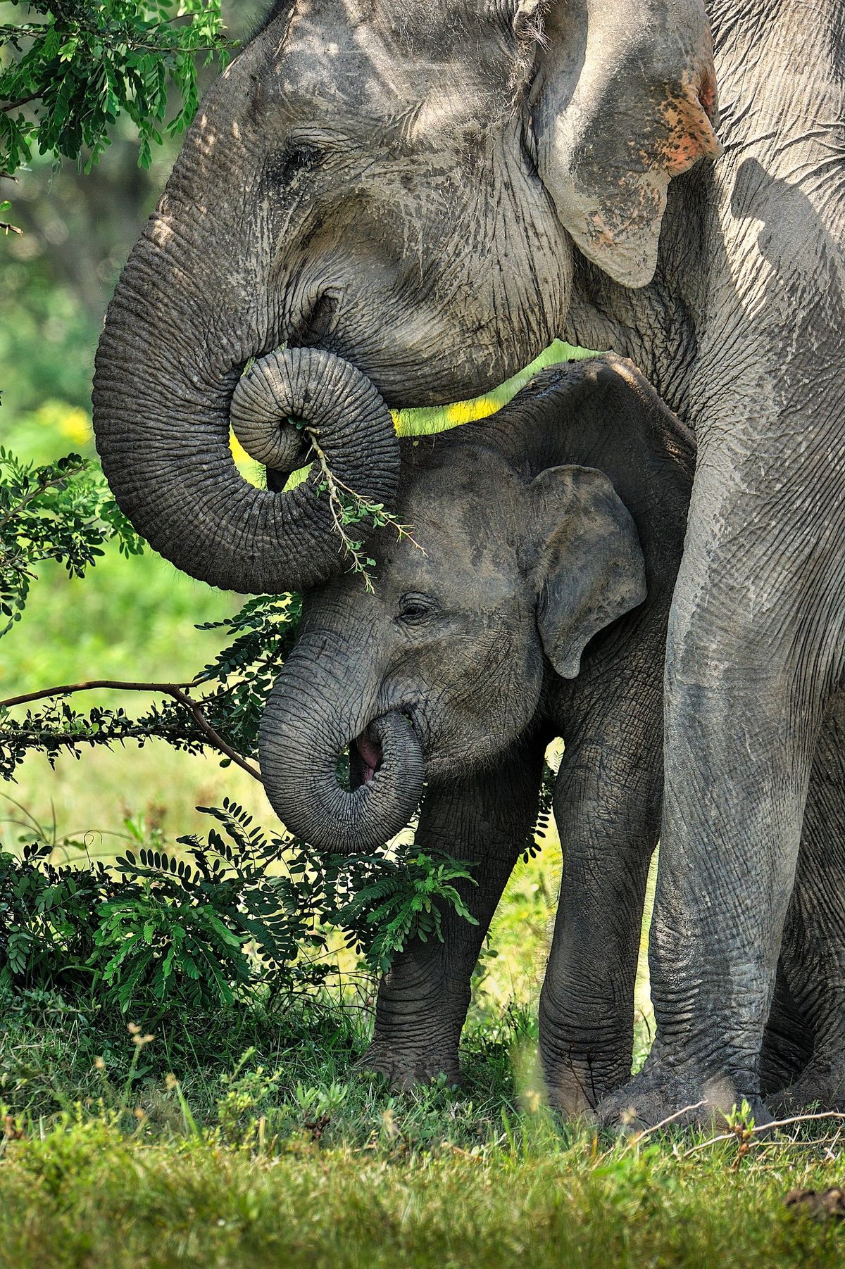 An elephant calf beside its mother among tall grass at Udawalawe