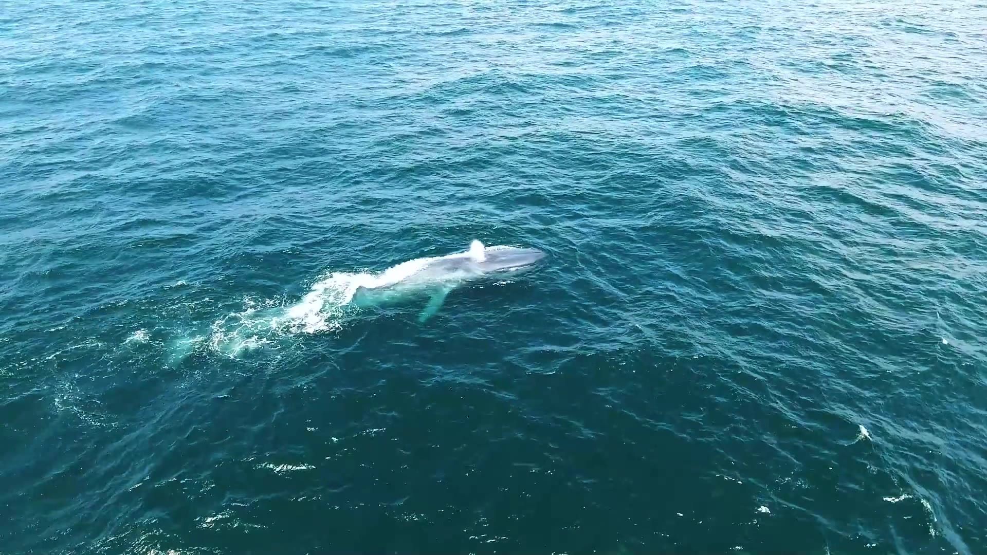 A whale at the surface of the open sea, seen from the air