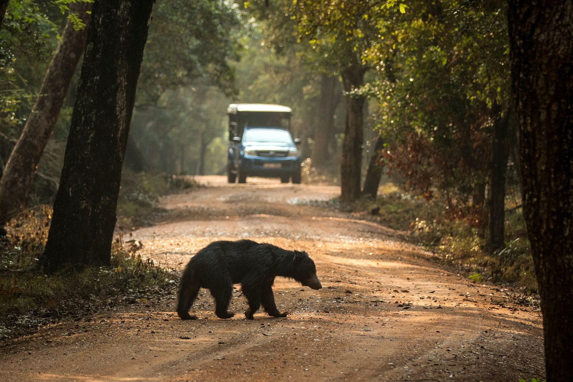 A wild sloth bear crossing a sandy track in Wilpattu, with a safari jeep behind