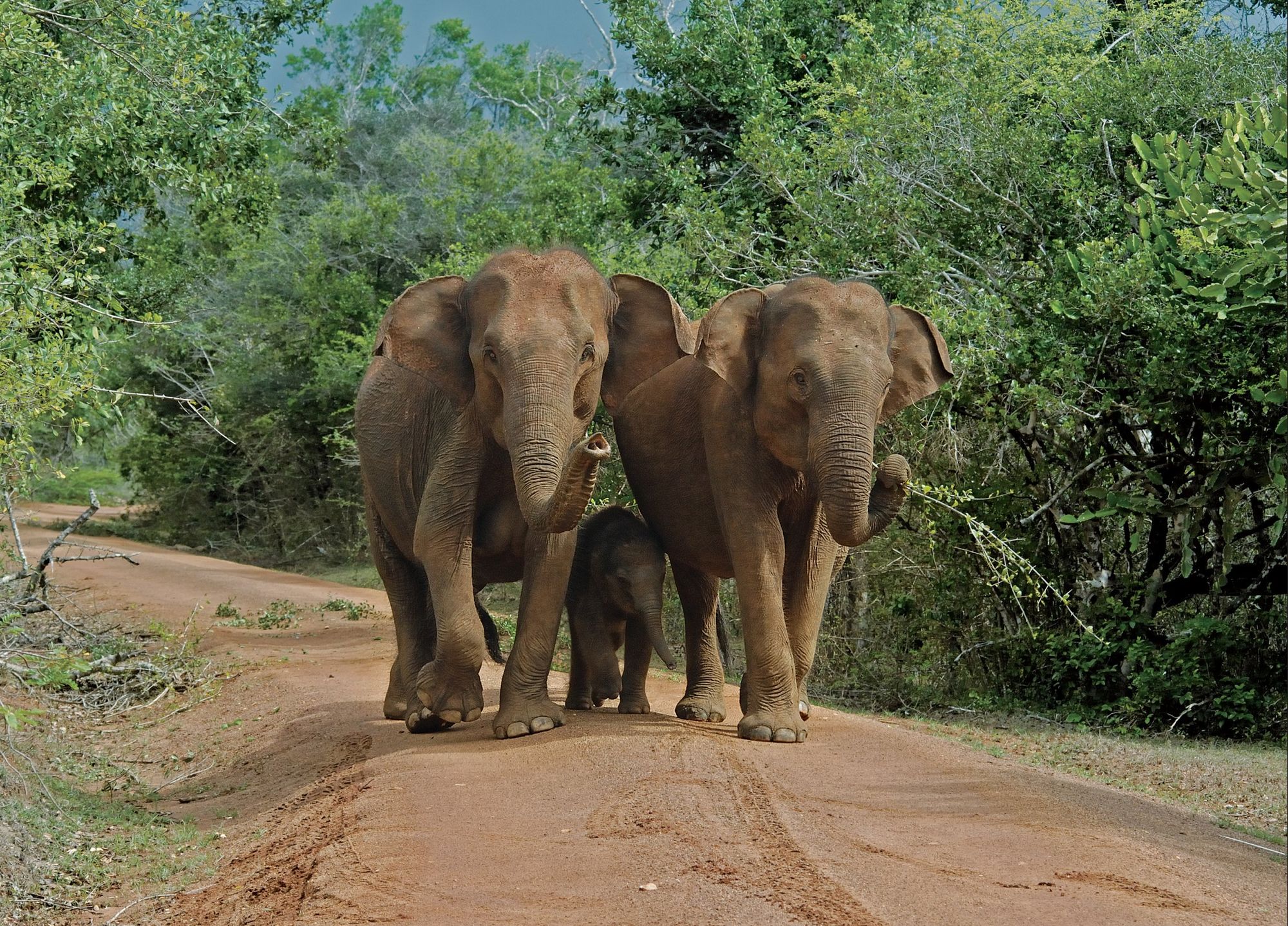 An elephant family walking along a dirt track in Yala