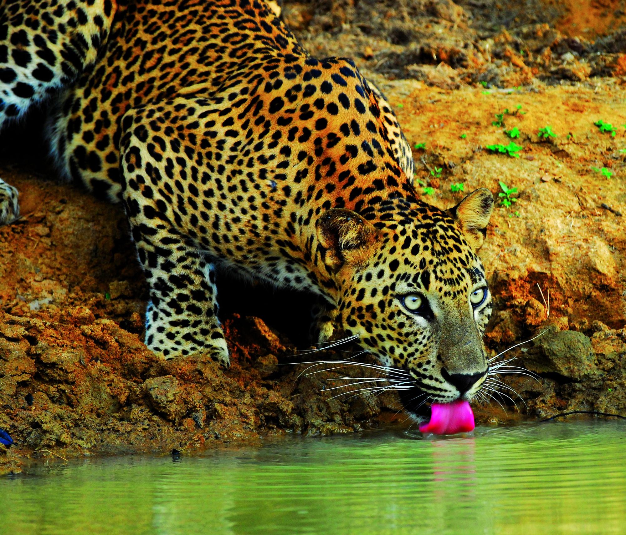 A leopard drinking from a pool in Yala National Park