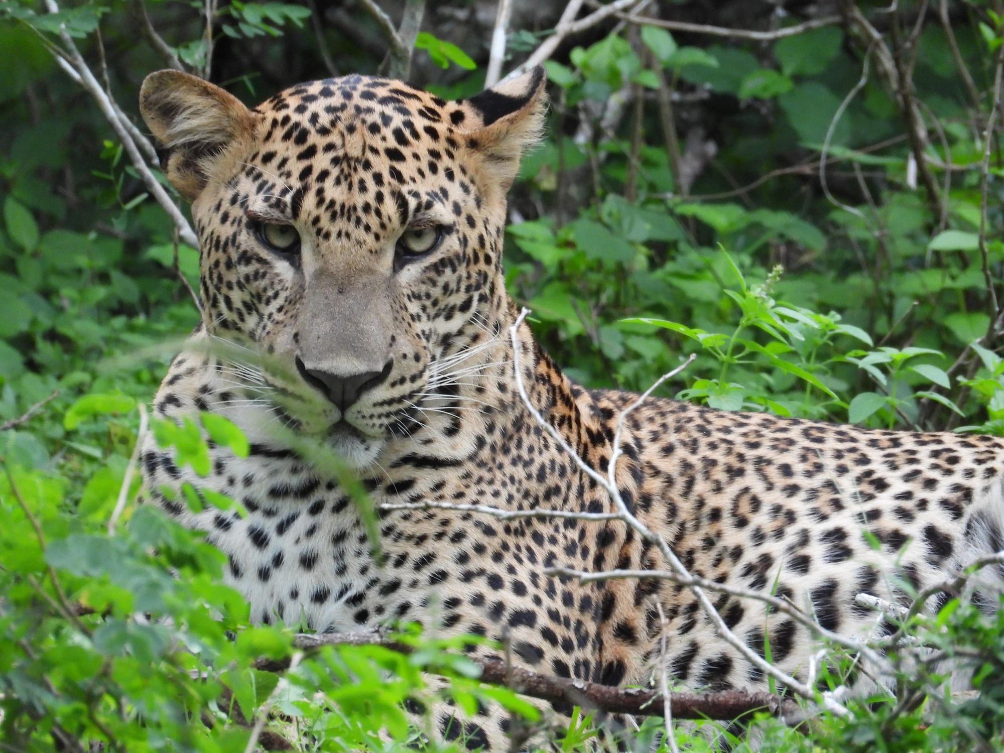 A young leopard resting among green leaves, looking towards the camera